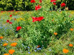 -上海共青森林公园