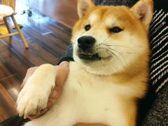 -豆柴町-柴犬主题狗咖(红鼎国际C座店)