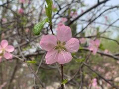 -桃花堤公园