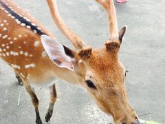 -鹿境梅花鹿生态园区