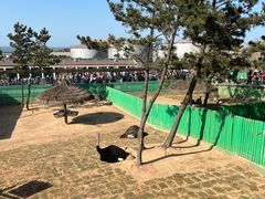 -西霞口神雕山野生动物世界