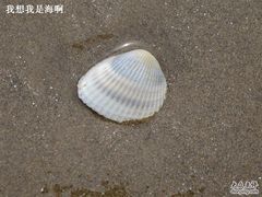 -翡翠岛