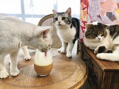 -共舞时光猫咖·狗咖(新街口店)