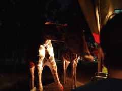 游乐设施-清迈夜间动物园
