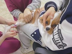 -美联众合动物医院·24h转诊中心