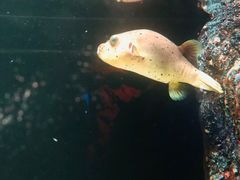 -暹罗海洋世界