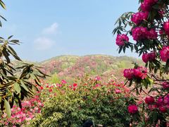 -贵州百里杜鹃风景名胜区