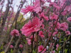 -南汇桃花村