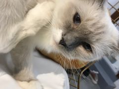 -豆老板的猫咖啡(碑林博物馆店)