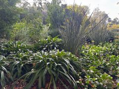 -墨尔本皇家植物园
