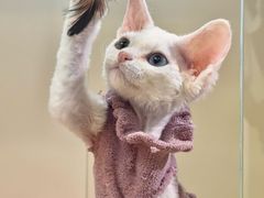 -青奢宠物·青奢猫舍