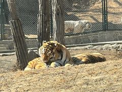 -大连森林动物园