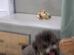 -安安宠医宠物医院·异宠·犬猫内科(岳阳分院)