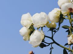 -香蜜公园