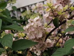 -大富贵烧烤公司(双廊店)