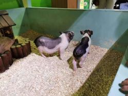 -酷嗒动物文化乐园(cutezoo西溪乐天城店)