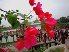 -东莞植物园