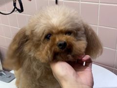 -FAELING PETS美天灵宠物(富力广场店)