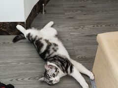 -袖虎·猫馆(体育西路店)