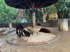 -石家庄市动物园