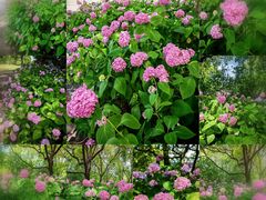 -上海滨江森林公园