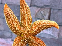 -永红源啤酒·烧烤·海鲜·大排档(台柳路店)