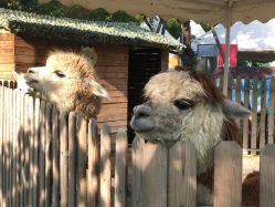 -萌宠亲子动物乐园(槐房万达店)