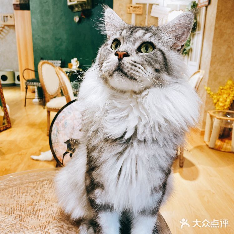 上海探店｜可以撸缅因猫的网红猫咖☕️