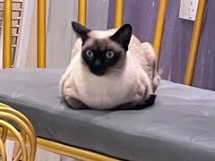 -藏猫猫咖啡主题馆(中央大道店)