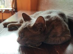 -猫岛主趣味餐厅(鼓浪屿店)