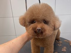 -帕帕拉兹宠物(亚洲旗舰店)