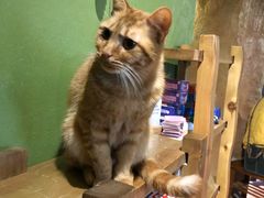 -猫猫幼稚园·撸猫·桌游·电玩