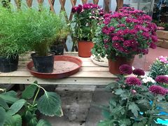 -龙大花卉苗木市场