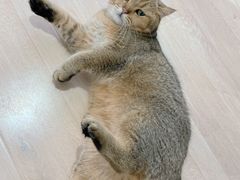 -Umiao与猫咖啡 猫咖