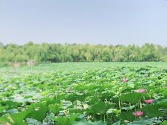 -长春市南湖公园