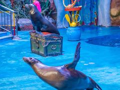 -烟台海昌鲸鲨海洋公园