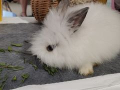 -RU DUCK柯尔鸭公社·撸鸭俱乐部·羊驼·小香猪
