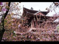 -上海青龙寺