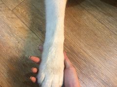 -Husky Go! 哈士奇体验馆·宠物咖啡厅狗咖