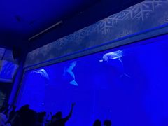 -上海海昌海洋公园-冰山北极馆