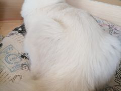 -瞄一喵猫咖(格力海岸店)