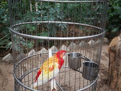 -南宫五洲植物乐园