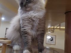 -滚猫咖啡·猫咖·猫友好撸猫(未来城店)