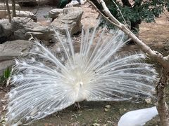 -泉州海丝野生动物世界