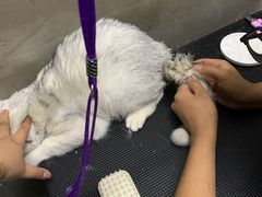 -PETKIT小佩宠物·低压洗护(国顺东路店)