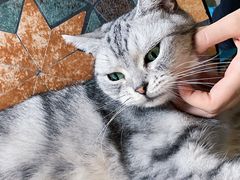 -猫猫幼稚园·撸猫·桌游·电玩