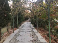 -合肥滨湖国家森林公园