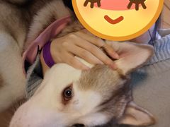 -Husky Go! 哈士奇体验馆·宠物咖啡厅狗咖