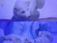 -海合安成都极地海洋公园