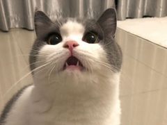 -欣宠猫屋·矮脚拿破仑·蓝金金渐层